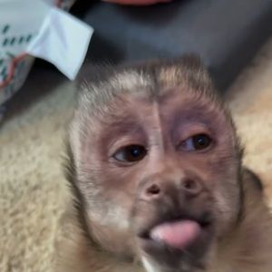 Meet your Posher, Tanner